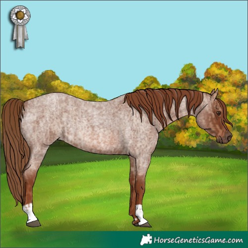 Horse Color:Red Dun Roan Rabicano  and Red Roan Rabicano 