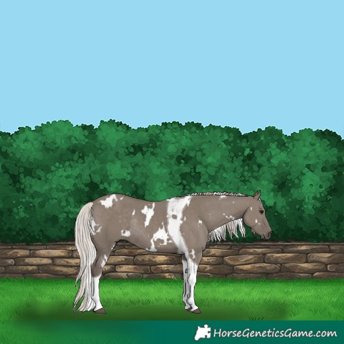 Horse Color:White Spotted Silver Grullo Tobiano Rabicano