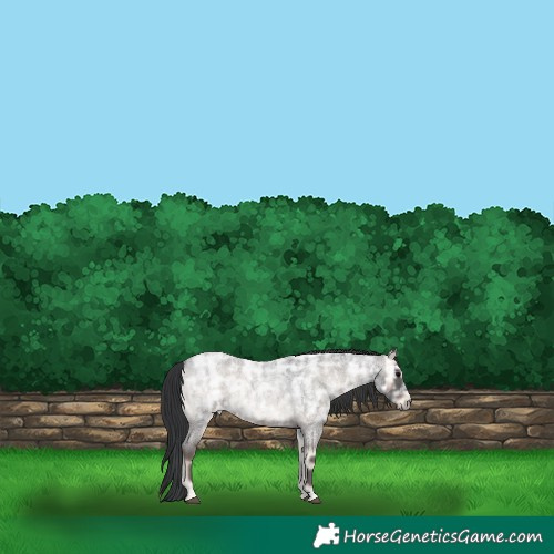 Horse Color:Blue Onyx Ice Roan Rabicano 