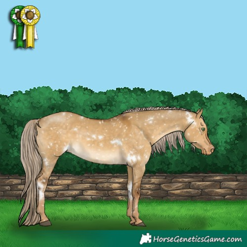 Horse Color:White Spotted Chocolate Palomino Dun Frame Appaloosa Rabicano 