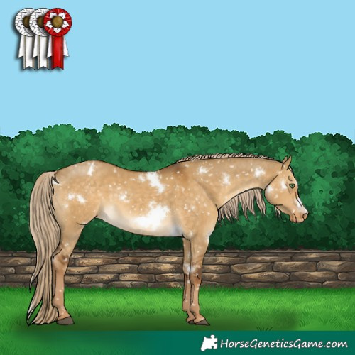 Horse Color:White Spotted Chocolate Palomino Dun Frame Snowflake Varnish Rabicano