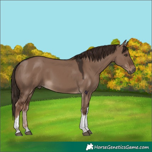 Horse Color:Liver Red Dun Tobiano 