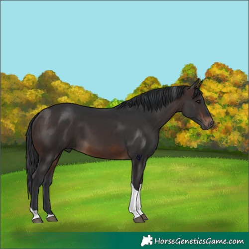 Horse Color:Brown Tobiano