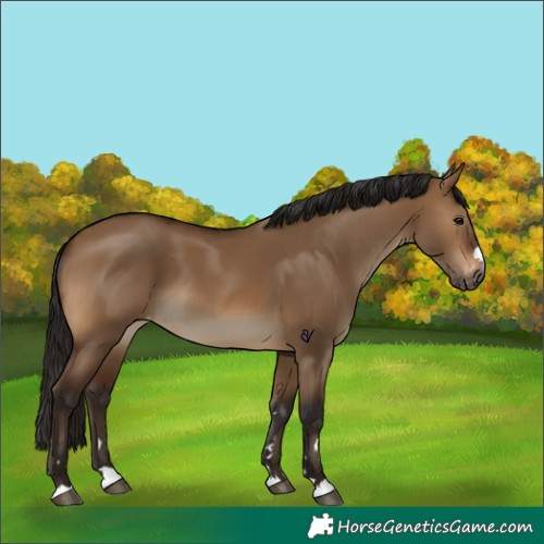 Horse Color:Gray Bay Dun Appaloosa 