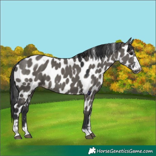 Horse Color:Grullo Appaloosa 
