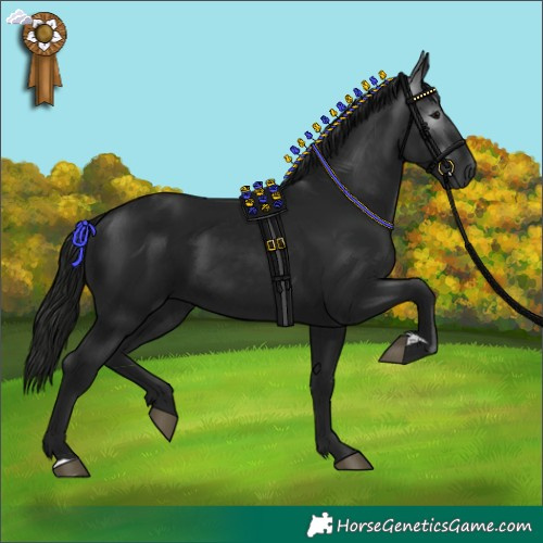 Horse Color:Gray Black 