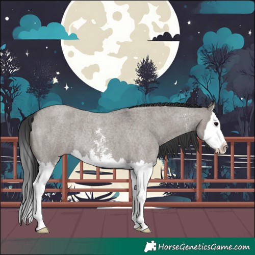 Horse Color:Grullo Roan Sabino Splash Rabicano 