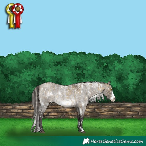 Horse Color:White Spotted Silver Buckskin Dun Sabino Frame Appaloosa  and White Spotted Smoky Grullo Roan Frame Appaloosa Rabicano 