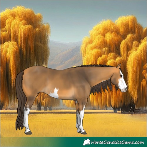 Horse Color:White Spotted Buckskin