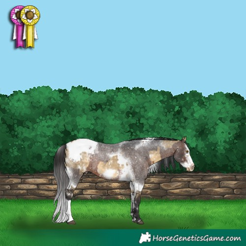Horse Color:White Spotted Buckskin Dun Sabino Frame Appaloosa and Brown Roan Splash Tobiano Frame Appaloosa