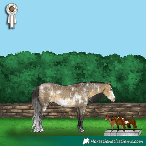 Horse Color:White Spotted Buckskin Dun Sabino Frame Appaloosa  and White Spotted Buckskin Dun Sabino Frame Appaloosa 