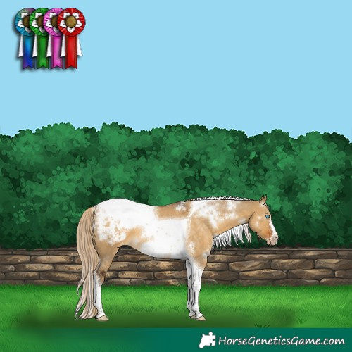 Horse Color:White Spotted Chocolate Palomino Dun Tobiano Frame Snowcap 