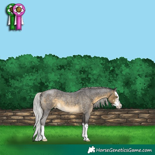 Horse Color:Silver Buckskin Roan Sabino Splash Appaloosa 