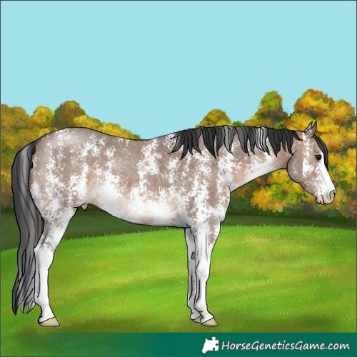 Horse Color:Brown Dun Sabino 