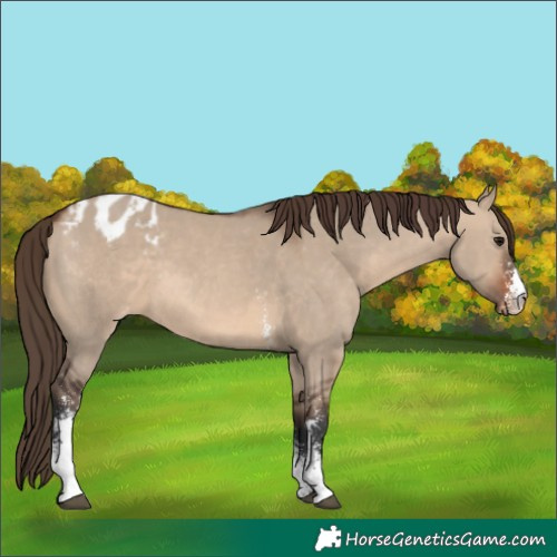 Horse Color:Brown Dun Sabino Varnish 