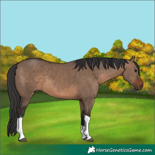 Horse Color:Brown Dun Sabino Tobiano