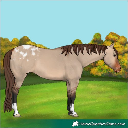 Horse Color:Bay Dun Appaloosa