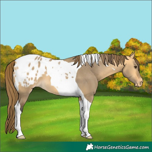 Horse Color:Buckskin Dun Tobiano Appaloosa