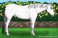 Horse Color:White Spotted Bay 
