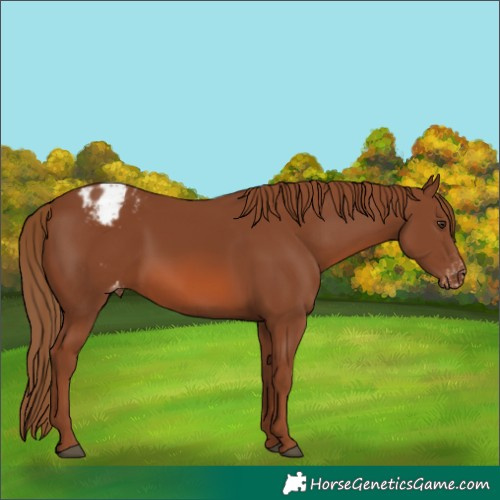 Horse Color:Chestnut Varnish