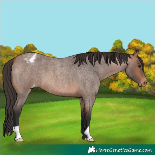 Horse Color:Bay Roan Appaloosa 
