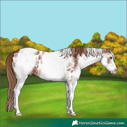 Horse Color:White Spotted Chestnut Appaloosa 