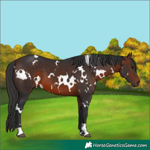 Horse Color:White Spotted Brown 