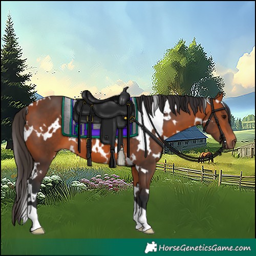 Horse Color:White Spotted Bay