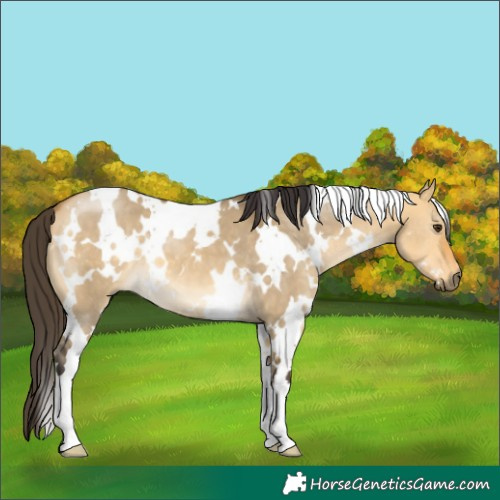 Horse Color:White Spotted Buckskin Dun