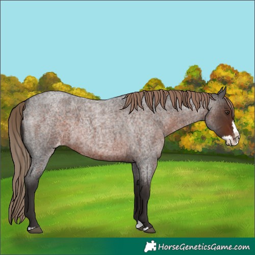 Horse Color:Liver Red Roan Splash Varnish