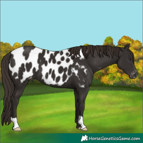 Horse Color:Liver Chestnut Appaloosa 