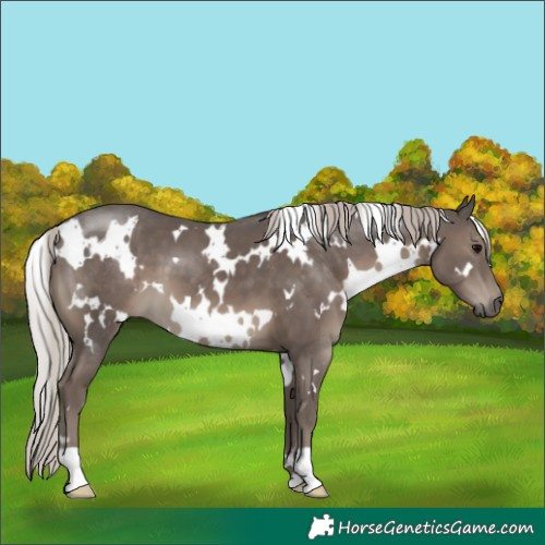Horse Color:White Spotted Silver Black 