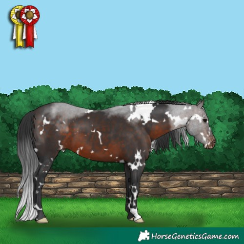 Horse Color:White Spotted Bay Appaloosa 