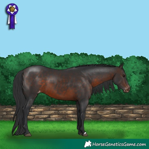 Horse Color:Brown Varnish 