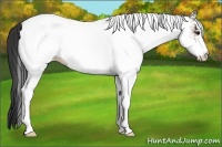 Horse Color:White Spotted Bay