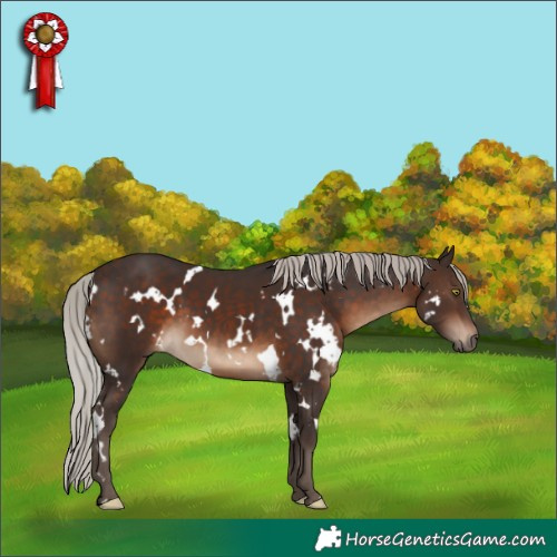 Horse Color:White Spotted Silver Brown