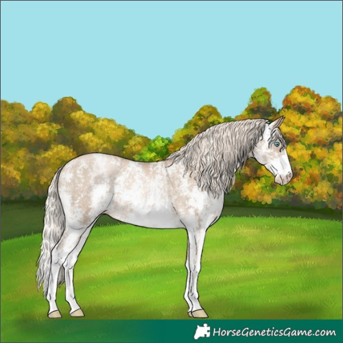 Horse Color:Chocolate Palomino Pearl Sabino Varnish Rabicano and Chocolate Palomino Pearl Sabino Varnish Rabicano