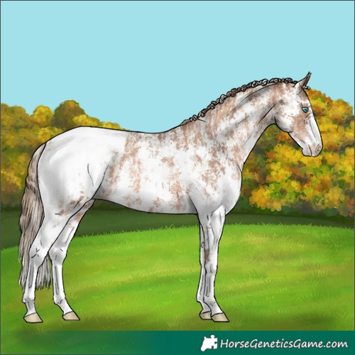 Horse Color:Chocolate Palomino Pearl Sabino Appaloosa Rabicano  and Liver Chestnut Pearl Sabino Appaloosa Rabicano 