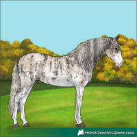 Horse Color:Black Sabino Appaloosa Rabicano  and Chocolate Palomino Pearl Sabino Appaloosa Rabicano 