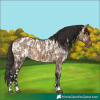 Horse Color:Bay Dun  and Bay Dun Appaloosa 