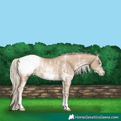 Horse Color:Chocolate Palomino Pearl Sabino Appaloosa Rabicano  and Chocolate Palomino Pearl Sabino Splash Appaloosa Rabicano 