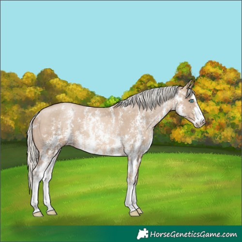 Horse Color:Chocolate Palomino Pearl Sabino Varnish Rabicano and Chocolate Palomino Pearl Sabino Varnish Rabicano