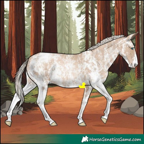 Horse Color:Chocolate Palomino Pearl Sabino Varnish Rabicano and Chocolate Palomino Pearl Sabino Varnish Rabicano