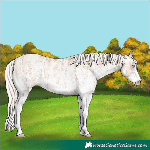 Horse Color:Chocolate Palomino Pearl Sabino Appaloosa Rabicano and Gold Cream Champagne Pearl Sabino Appaloosa Rabicano