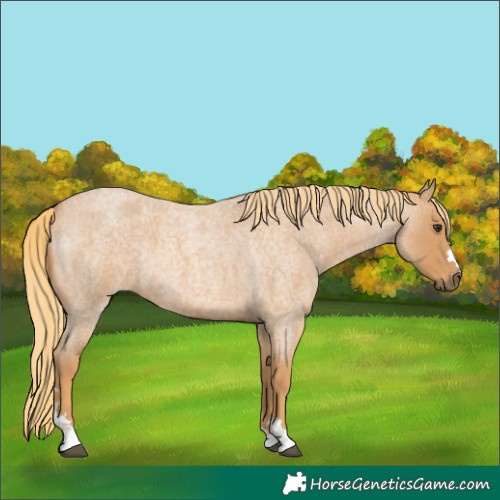 Horse Color:Red Roan 