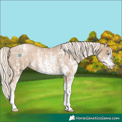 Horse Color:Chocolate Palomino Pearl Sabino Appaloosa Rabicano and Chocolate Palomino Pearl Sabino Appaloosa Rabicano
