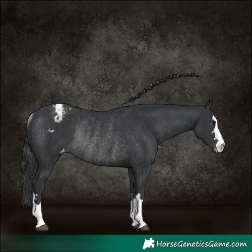 Horse Color:Black Appaloosa Rabicano 