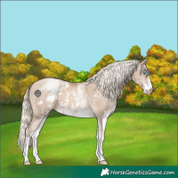 Horse Color:Chocolate Palomino Pearl Sabino Appaloosa Rabicano  and White Spotted Chocolate Palomino Pearl Sabino Appaloosa Rabicano 