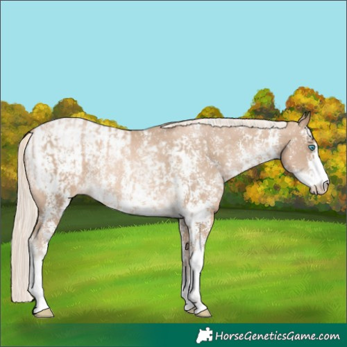 Horse Color:Chocolate Palomino Pearl Sabino Appaloosa Rabicano  and Chocolate Palomino Pearl Sabino Appaloosa Rabicano 