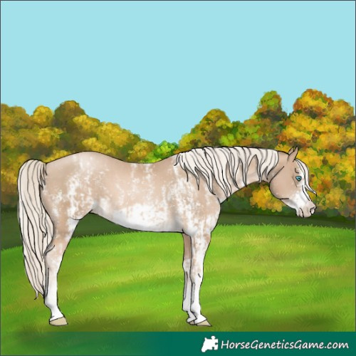 Horse Color:Chocolate Palomino Pearl Sabino Appaloosa Rabicano  and Chocolate Palomino Pearl Sabino Frame Appaloosa Rabicano 
